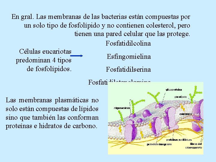 En gral. Las membranas de las bacterias están compuestas por un solo tipo de