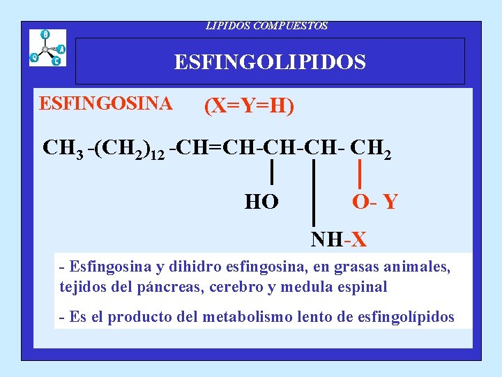 LIPIDOS COMPUESTOS ESFINGOLIPIDOS ESFINGOSINA (X=Y=H) CH 3 -(CH 2)12 -CH=CH-CH-CH- CH 2 HO O-