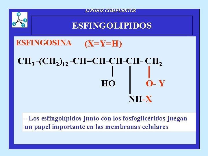 LIPIDOS COMPUESTOS ESFINGOLIPIDOS ESFINGOSINA (X=Y=H) CH 3 -(CH 2)12 -CH=CH-CH-CH- CH 2 HO O-