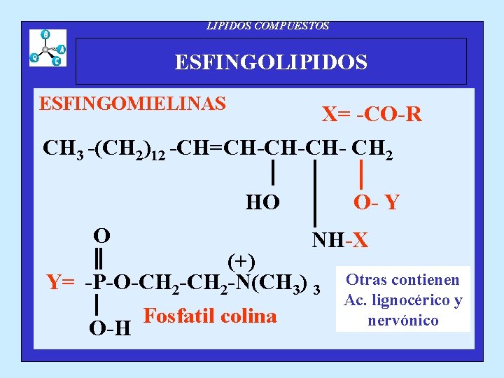 LIPIDOS COMPUESTOS ESFINGOLIPIDOS ESFINGOMIELINAS X= -CO-R CH 3 -(CH 2)12 -CH=CH-CH-CH- CH 2 HO