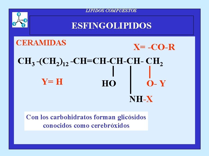 LIPIDOS COMPUESTOS ESFINGOLIPIDOS CERAMIDAS X= -CO-R CH 3 -(CH 2)12 -CH=CH-CH-CH- CH 2 Y=