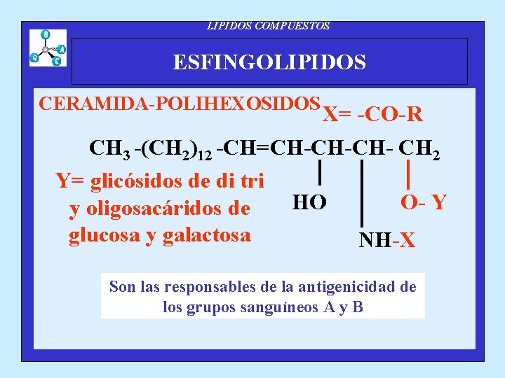 LIPIDOS COMPUESTOS ESFINGOLIPIDOS CERAMIDA-POLIHEXOSIDOS X= -CO-R CH 3 -(CH 2)12 -CH=CH-CH-CH- CH 2 Y=