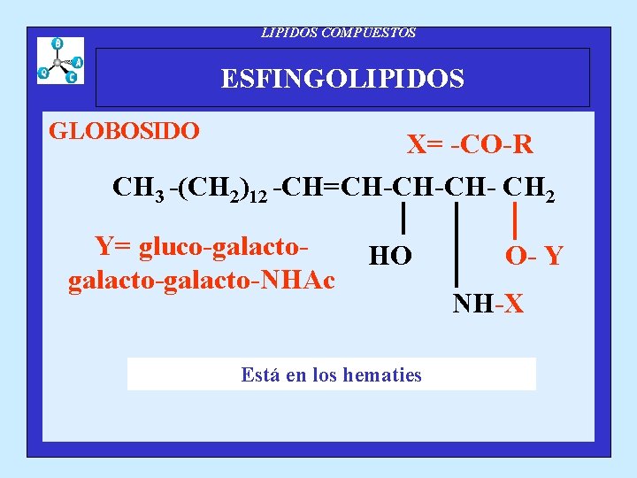 LIPIDOS COMPUESTOS ESFINGOLIPIDOS GLOBOSIDO X= -CO-R CH 3 -(CH 2)12 -CH=CH-CH-CH- CH 2 Y=