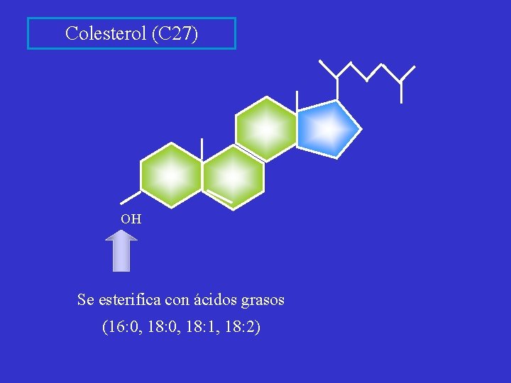 Colesterol (C 27) OH Se esterifica con ácidos grasos (16: 0, 18: 1, 18: