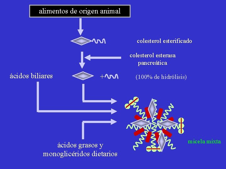 alimentos de origen animal colesterol esterificado colesterol esterasa pancreática ácidos biliares + ácidos grasos