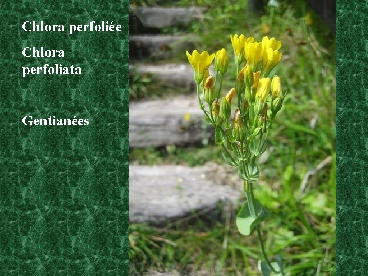Chlora perfoliée Chlora perfoliata Gentianées 