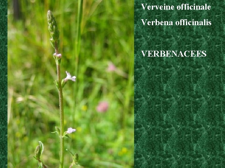 Verveine officinale Verbena officinalis VERBENACEES 
