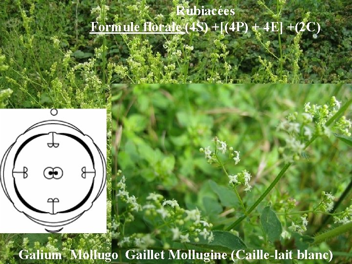 Rubiacées Formule florale (4 S) +[(4 P) + 4 E] +(2 C) Galium Mollugo