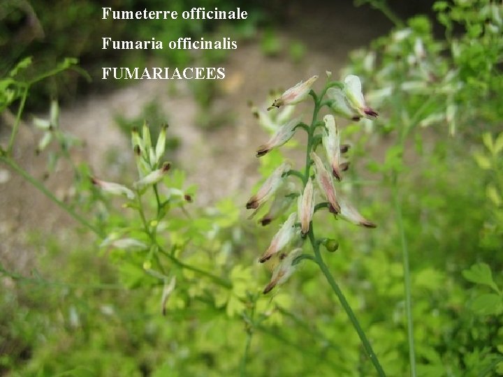 Fumeterre officinale Fumaria officinalis FUMARIACEES 