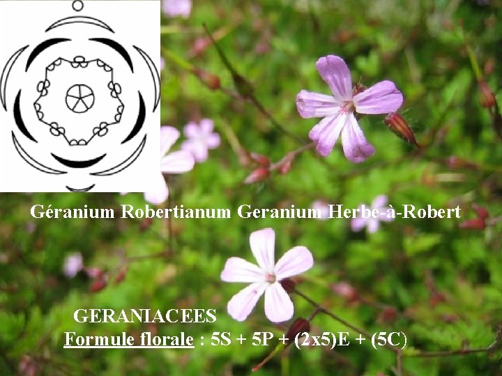 Géranium Robertianum Geranium Herbe-à-Robert GERANIACEES Formule florale : 5 S + 5 P +