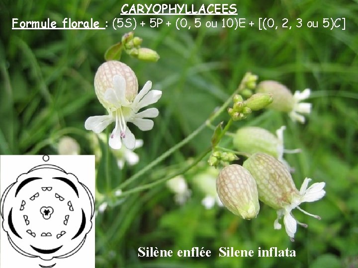 CARYOPHYLLACEES Formule florale : (5 S) + 5 P + (0, 5 ou 10)E