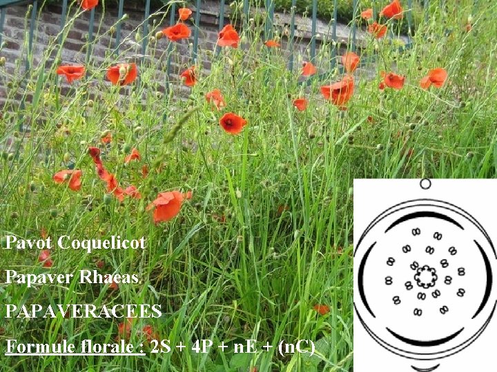 Pavot Coquelicot Papaver Rhaeas PAPAVERACEES Formule florale : 2 S + 4 P +