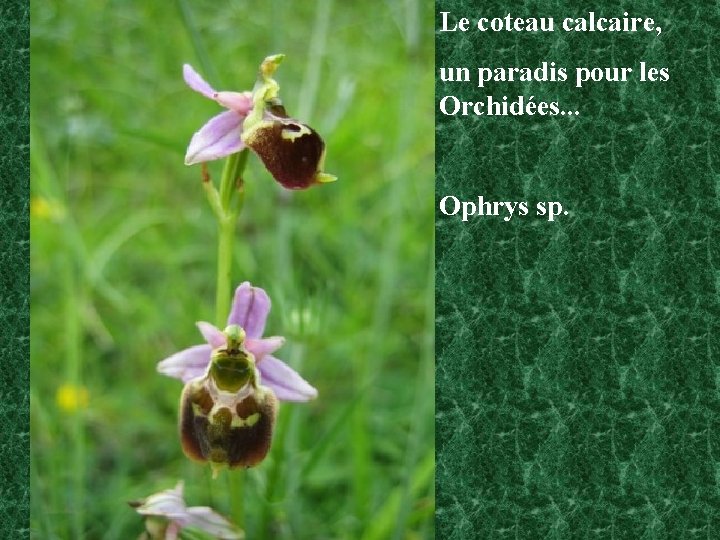 Le coteau calcaire, un paradis pour les Orchidées. . . Ophrys sp. 