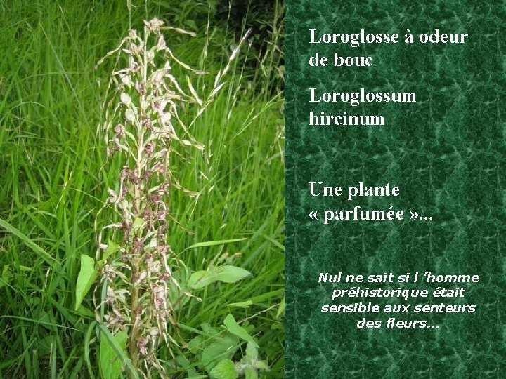 Loroglosse à odeur de bouc Loroglossum hircinum Une plante « parfumée » . .