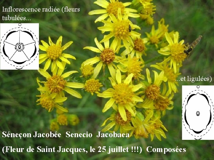 Inflorescence radiée (fleurs tubulées. . . . et ligulées) Séneçon Jacobée Senecio Jacobaea (Fleur