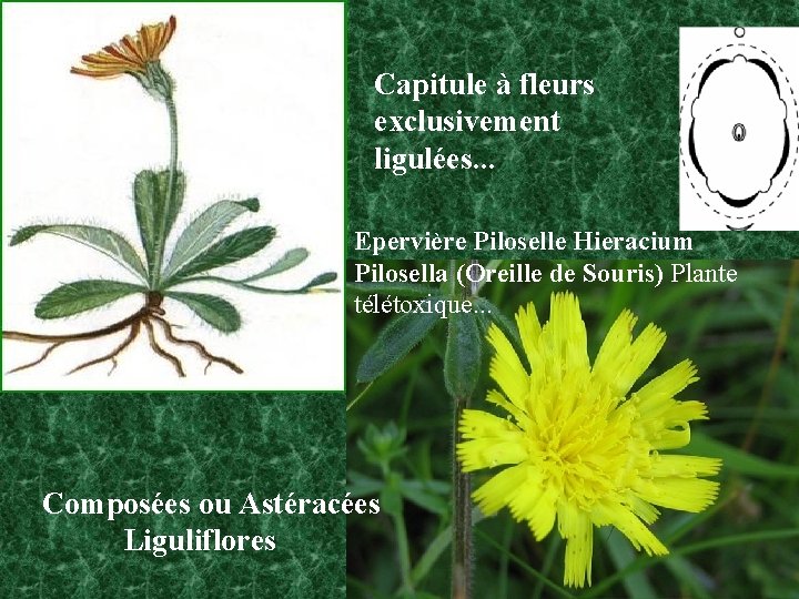 Capitule à fleurs exclusivement ligulées. . . Epervière Piloselle Hieracium Pilosella (Oreille de Souris)