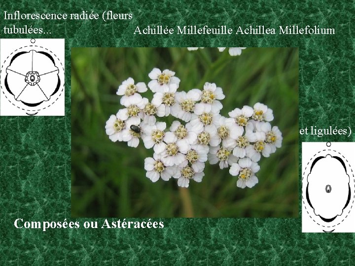 Inflorescence radiée (fleurs tubulées. . . Achillée Millefeuille Achillea Millefolium et ligulées) Composées ou