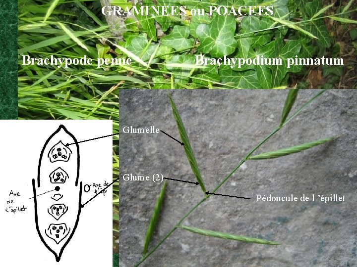 GRAMINEES ou POACEES Brachypode penné Brachypodium pinnatum Glumelle Glume (2) Pédoncule de l ’épillet