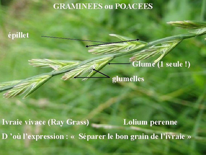 GRAMINEES ou POACEES épillet Glume (1 seule !) glumelles Ivraie vivace (Ray Grass) Lolium