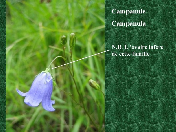 Campanule Campanula N. B. L ’ovaire infère de cette famille 