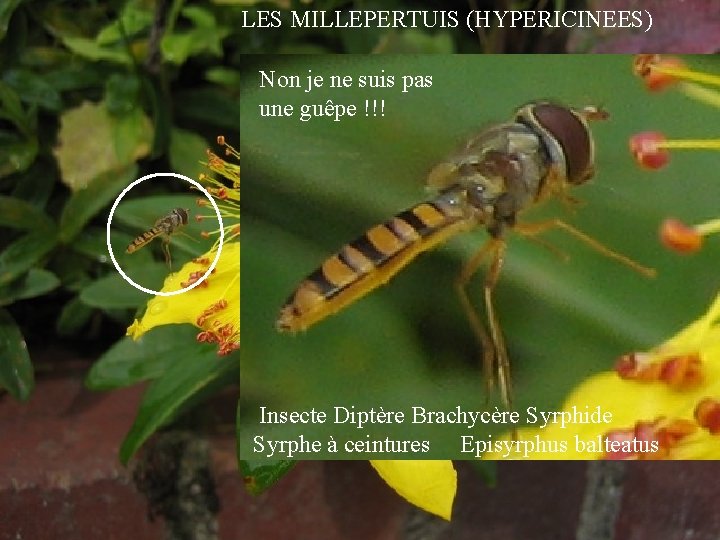 LES MILLEPERTUIS (HYPERICINEES) Non je ne suis pas une guêpe !!! Insecte Diptère Brachycère