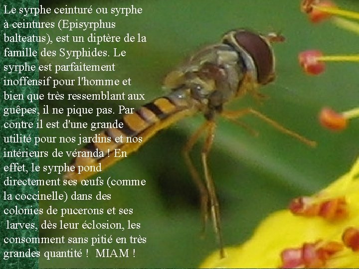 Le syrphe ceinturé ou syrphe à ceintures (Episyrphus balteatus), est un diptère de la