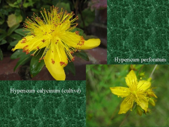 Hypericum perforatum Hypericum calycinum (cultivé) 