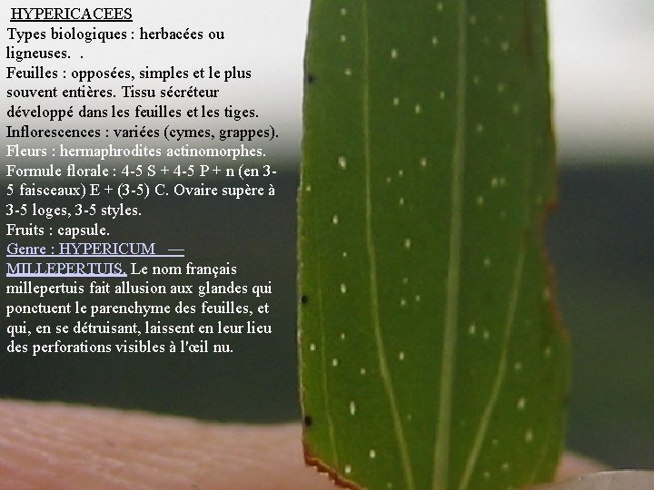  HYPERICACEES Types biologiques : herbacées ou ligneuses. . Feuilles : opposées, simples et