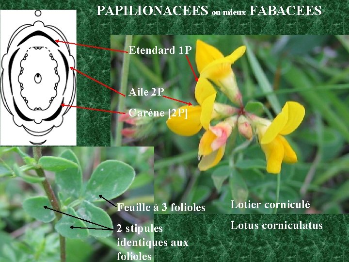  PAPILIONACEES ou mieux FABACEES Etendard 1 P Aile 2 P Carène [2 P]