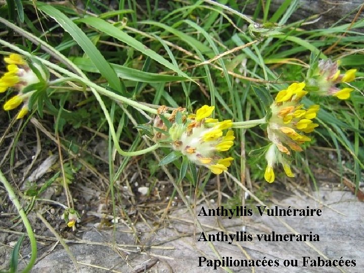 Anthyllis Vulnéraire Anthyllis vulneraria Papilionacées ou Fabacées 