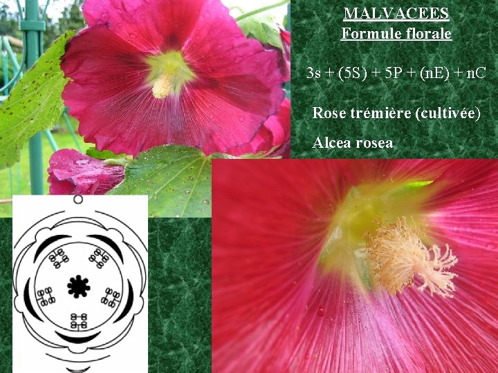 MALVACEES Formule florale 3 s + (5 S) + 5 P + (n. E)