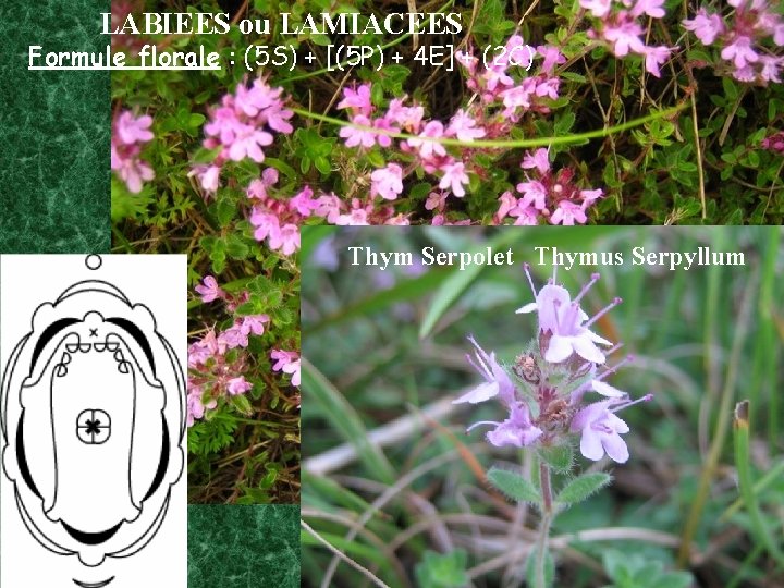 LABIEES ou LAMIACEES Formule florale : (5 S) + [(5 P) + 4 E]