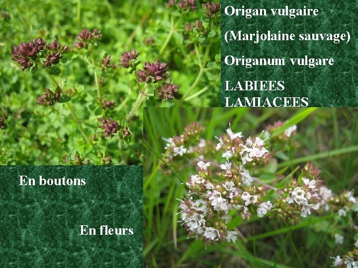 Origan vulgaire (Marjolaine sauvage) Origanum vulgare LABIEES LAMIACEES En boutons En fleurs 