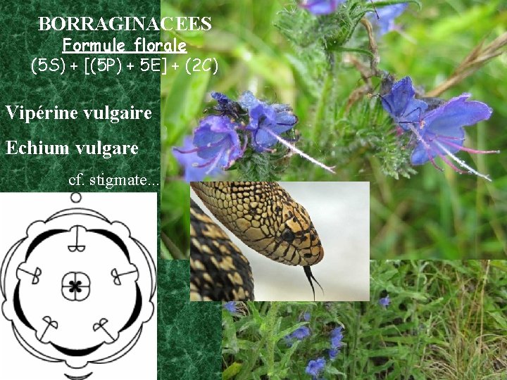 BORRAGINACEES Formule florale (5 S) + [(5 P) + 5 E] + (2 C)