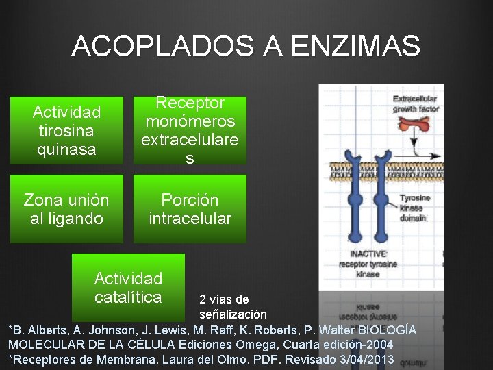 ACOPLADOS A ENZIMAS Actividad tirosina quinasa Receptor monómeros extracelulare s Zona unión al ligando