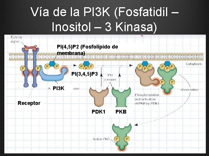 Vía de la PI 3 K (Fosfatidil – Inositol – 3 Kinasa) PI(4, 5)P