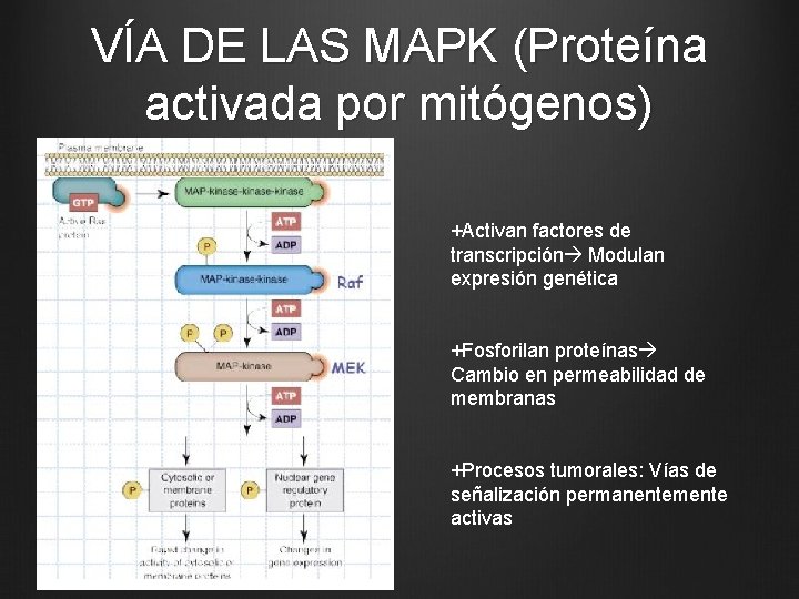 VÍA DE LAS MAPK (Proteína activada por mitógenos) +Activan factores de transcripción Modulan expresión