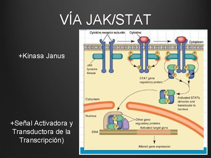 VÍA JAK/STAT +Kinasa Janus +Señal Activadora y Transductora de la Transcripción) 