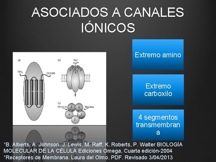 ASOCIADOS A CANALES IÓNICOS Extremo amino Extremo carboxilo 4 segmentos transmembran a *B. Alberts,