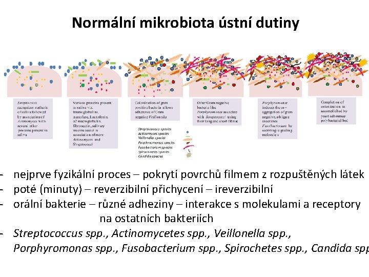 Normální mikrobiota ústní dutiny - nejprve fyzikální proces – pokrytí povrchů filmem z rozpuštěných