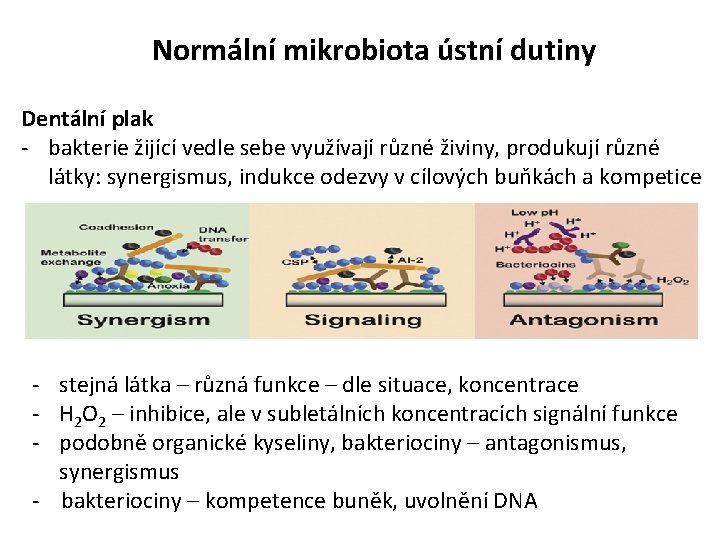 Normální mikrobiota ústní dutiny Dentální plak - bakterie žijící vedle sebe využívají různé živiny,