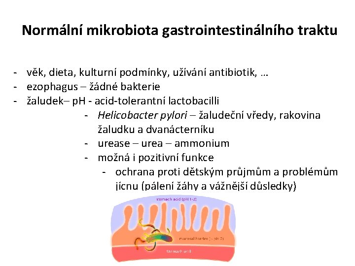 Normální mikrobiota gastrointestinálního traktu - věk, dieta, kulturní podmínky, užívání antibiotik, … - ezophagus