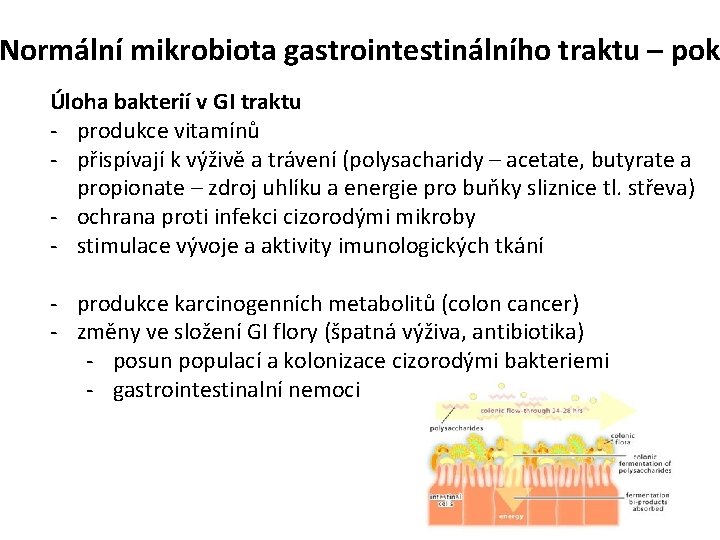 Normální mikrobiota gastrointestinálního traktu – pok Úloha bakterií v GI traktu - produkce vitamínů