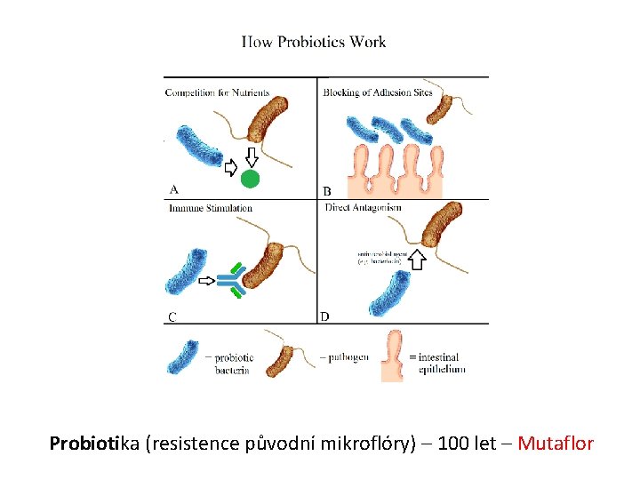 Probiotika (resistence původní mikroflóry) – 100 let – Mutaflor 