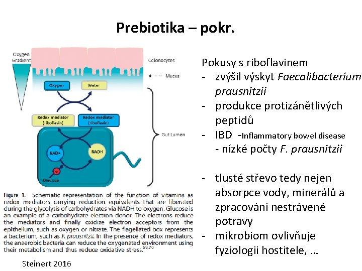 Prebiotika – pokr. Pokusy s riboflavinem - zvýšil výskyt Faecalibacterium prausnitzii - produkce protizánětlivých