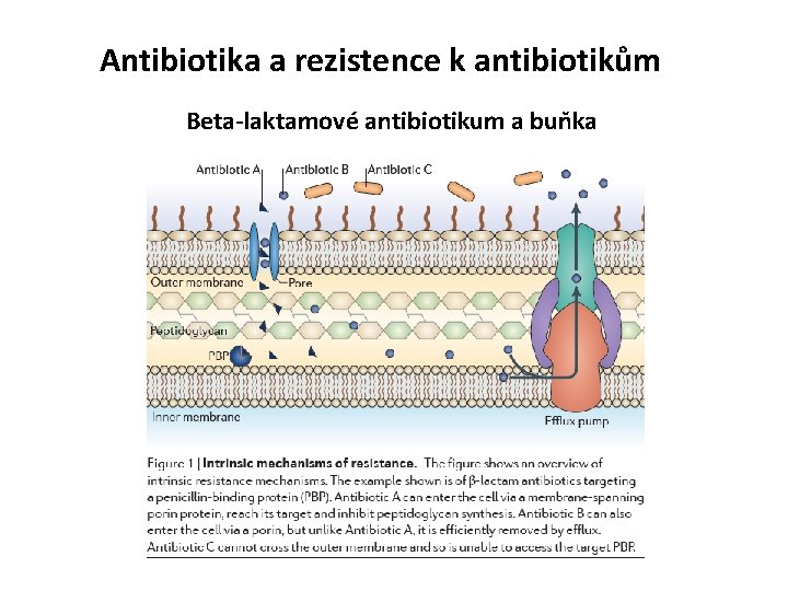 Antibiotika a rezistence k antibiotikům Beta-laktamové antibiotikum a buňka 