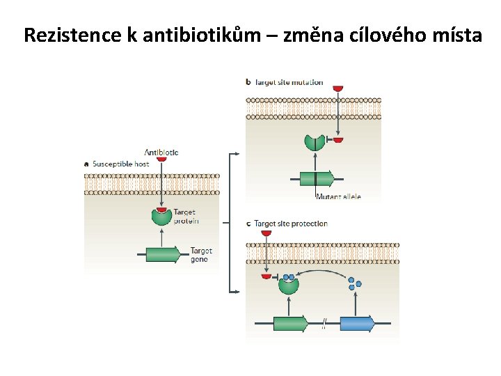 Rezistence k antibiotikům – změna cílového místa 
