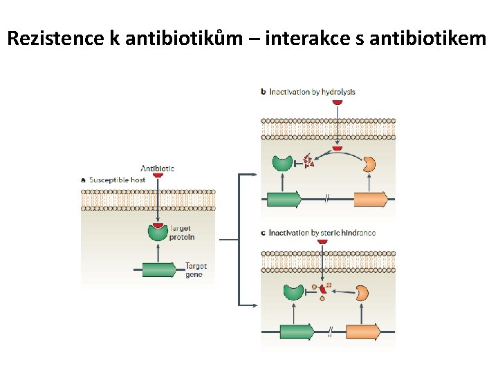 Rezistence k antibiotikům – interakce s antibiotikem 