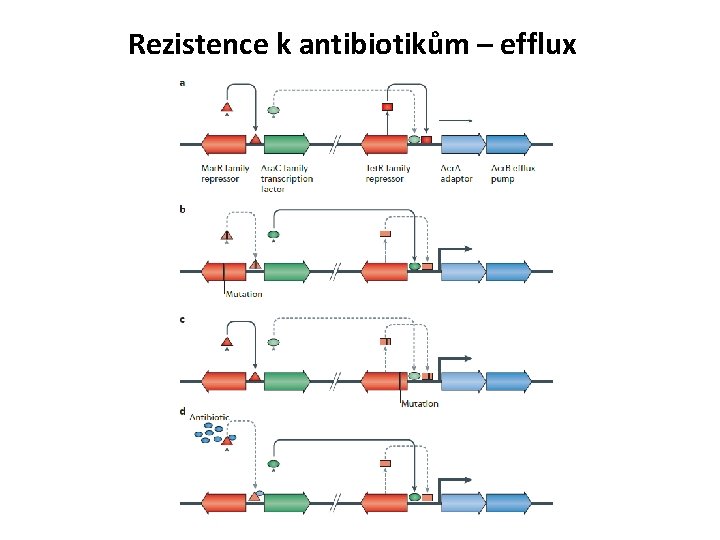Rezistence k antibiotikům – efflux 