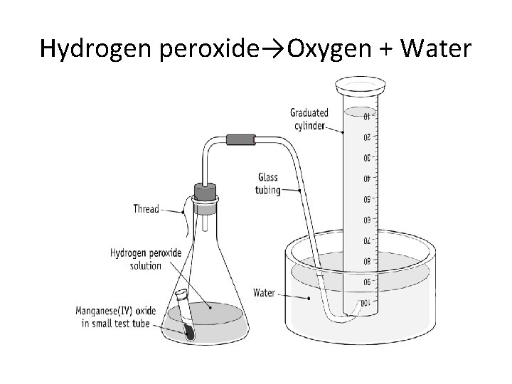 Hydrogen peroxide→Oxygen + Water 